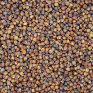 SORGHUM