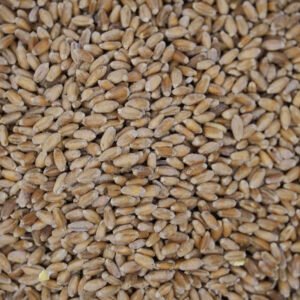 WHEAT