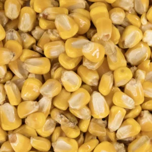 Yellow Corn